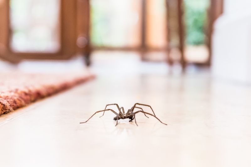 Black Widow Extermination in Mckinney, TX