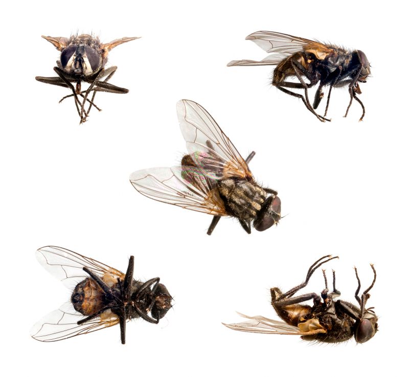 Common Fly And Mosquito Problems Around Homes