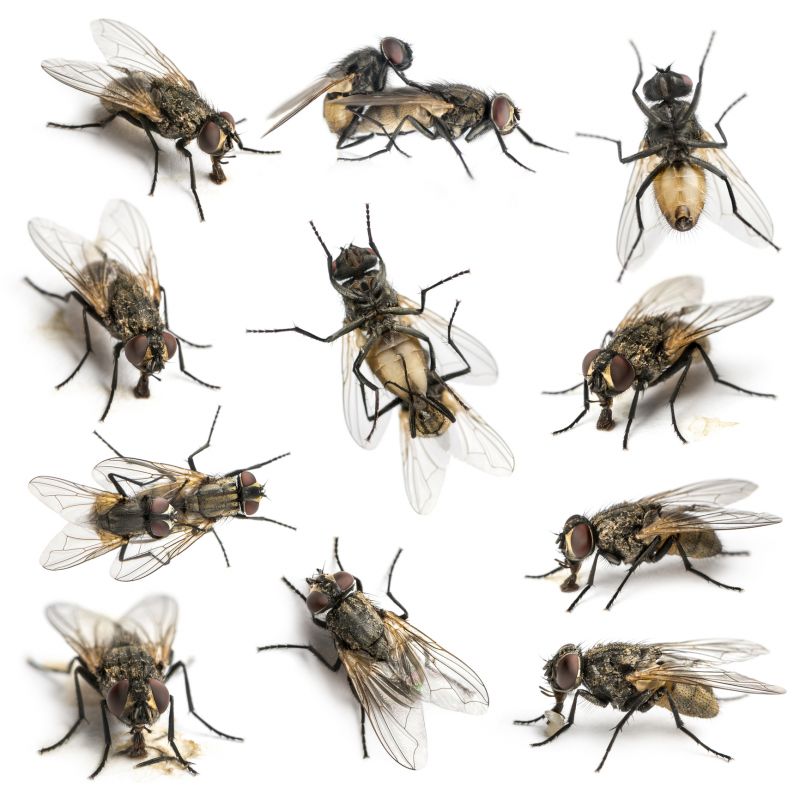 Seasonal Mosquito And Fly Control For Commercial Locations