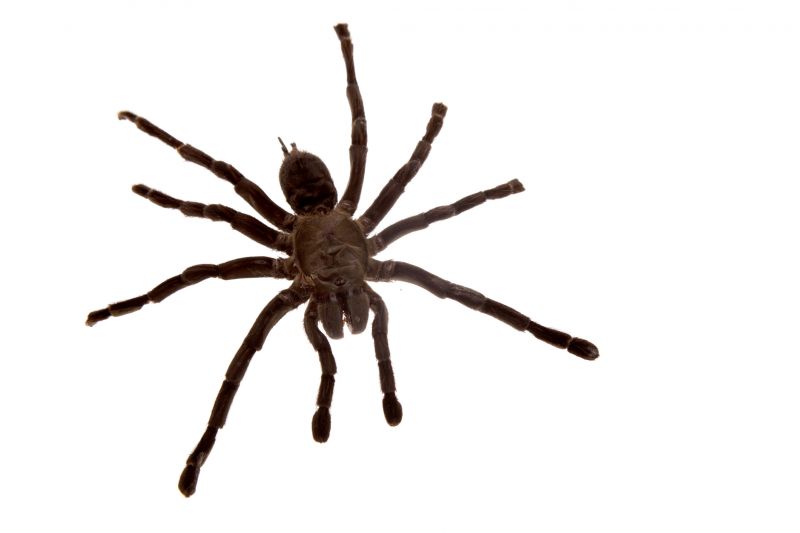 Trapdoor Spider Extermination in Frisco, TX